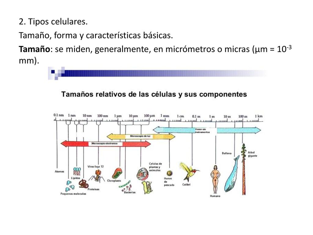 2. Tipos celulares. Tamaño, forma y características básicas