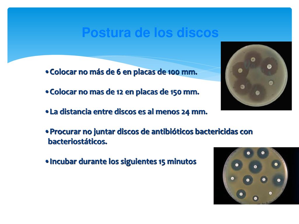 Postura de los discos Colocar no más de 6 en placas de 100 mm.