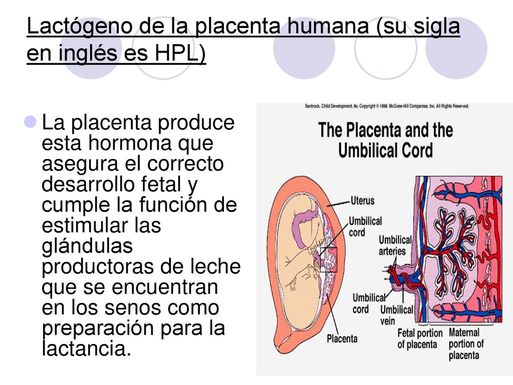 Lactógeno de la placenta humana (su sigla en inglés es HPL)