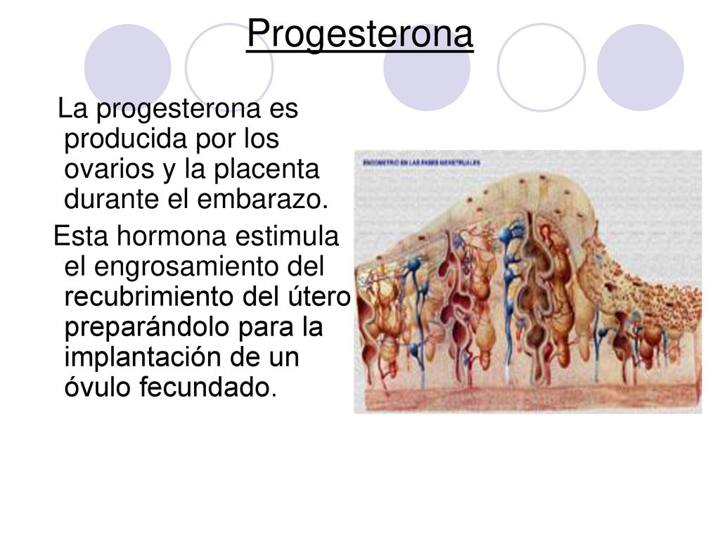 Progesterona La progesterona es producida por los ovarios y la placenta durante el embarazo.