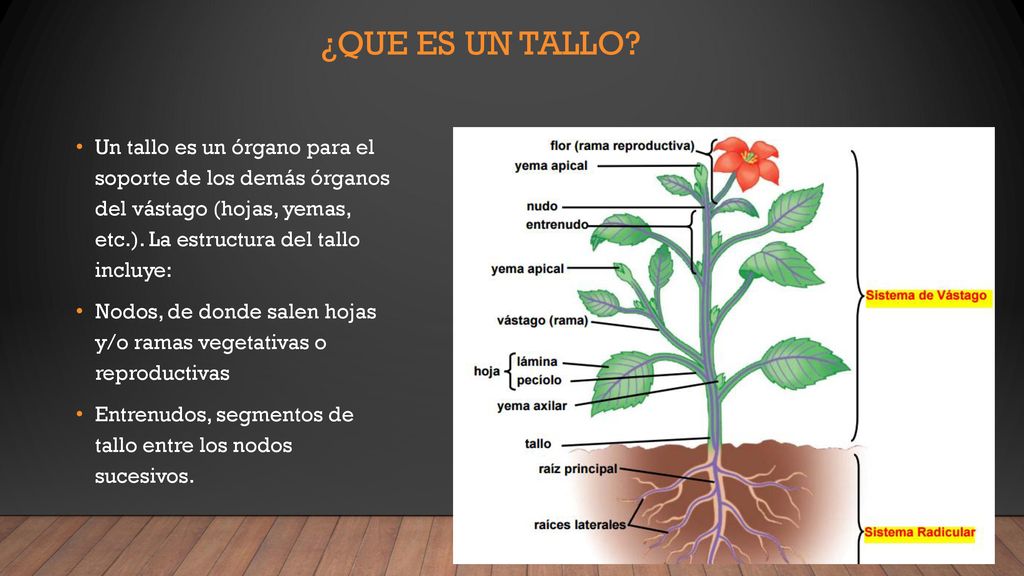 ¿Que es un tallo Un tallo es un órgano para el soporte de los demás órganos del vástago (hojas, yemas, etc.). La estructura del tallo incluye: