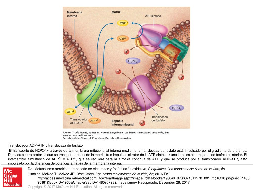 El transporte de H2PO4− a través de la membrana mitocondrial interna mediante la translocasa de fosfato está impulsado por el gradiente de protones. De cada cuatro protones que se transportan fuera de la matriz, tres impulsan el rotor de la ATP sintasa y uno impulsa el transporte de fosfato al interior. El intercambio simultáneo de ADP3− y ATP4−, que se requiere para la síntesis continua de ATP y que se produce por el translocador ADP-ATP, está impulsado por la diferencia de potencial a través de la membrana interna.