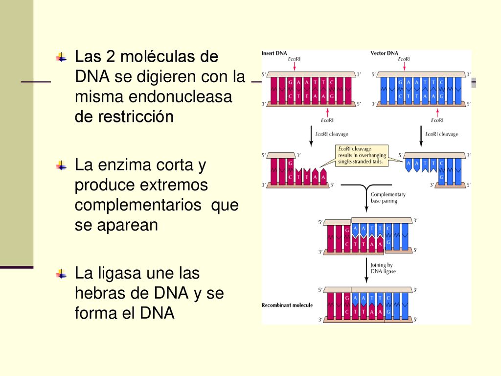 Las 2 moléculas de DNA se digieren con la misma endonucleasa de restricción