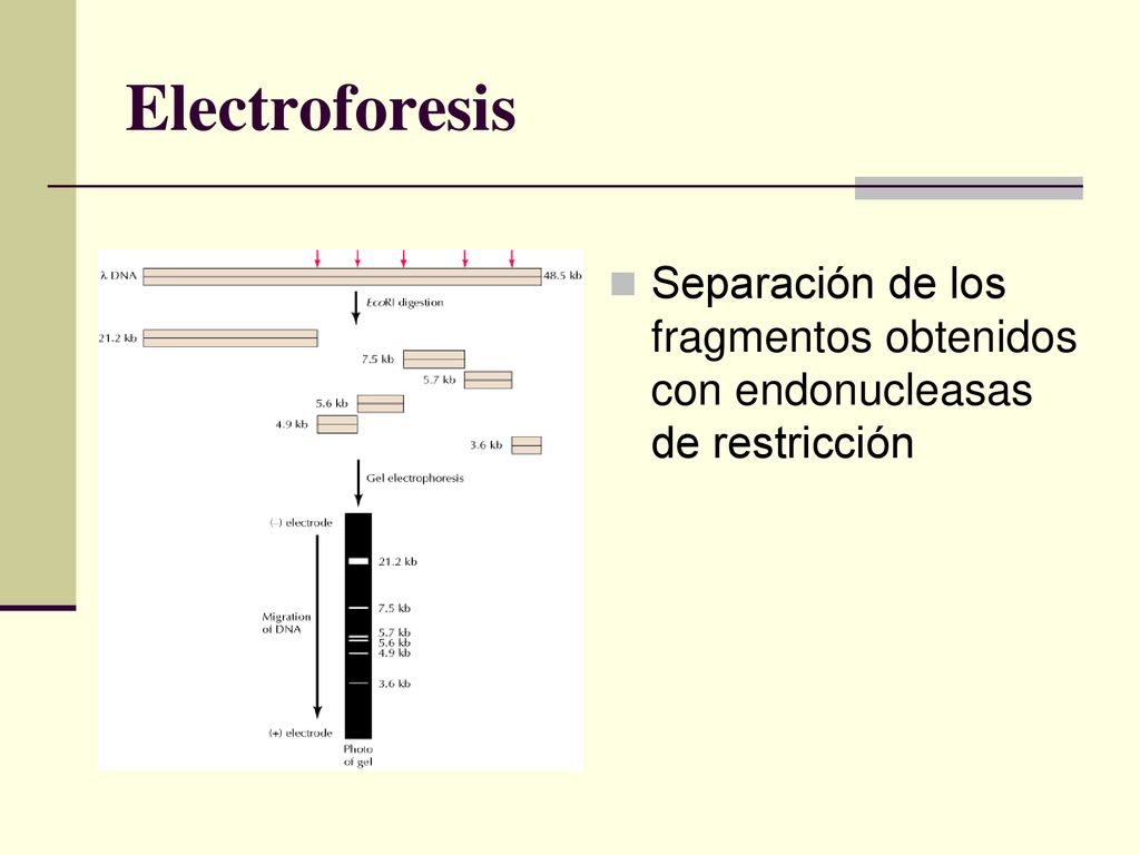 Electroforesis Separación de los fragmentos obtenidos con endonucleasas de restricción