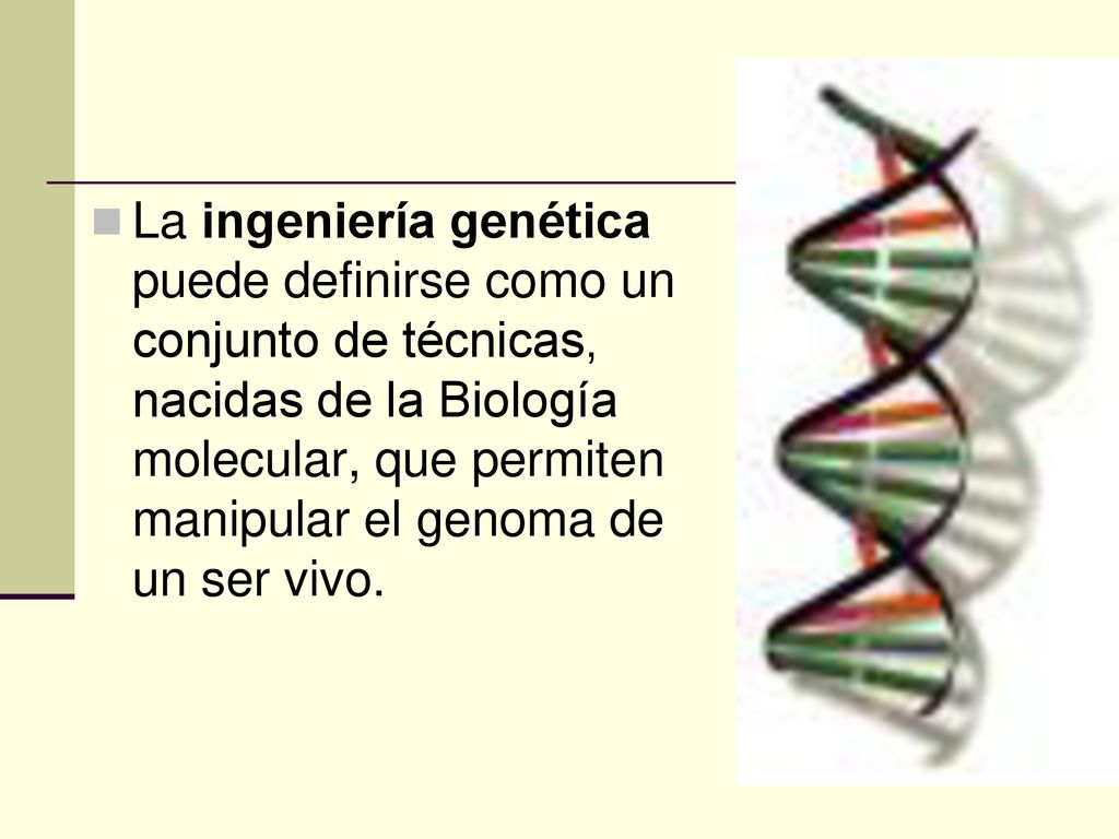 La ingeniería genética puede definirse como un conjunto de técnicas, nacidas de la Biología molecular, que permiten manipular el genoma de un ser vivo.