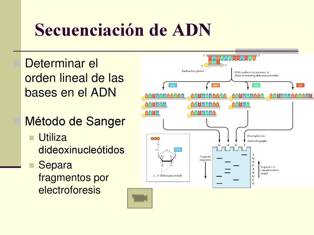 Secuenciación de ADN Determinar el orden lineal de las bases en el ADN