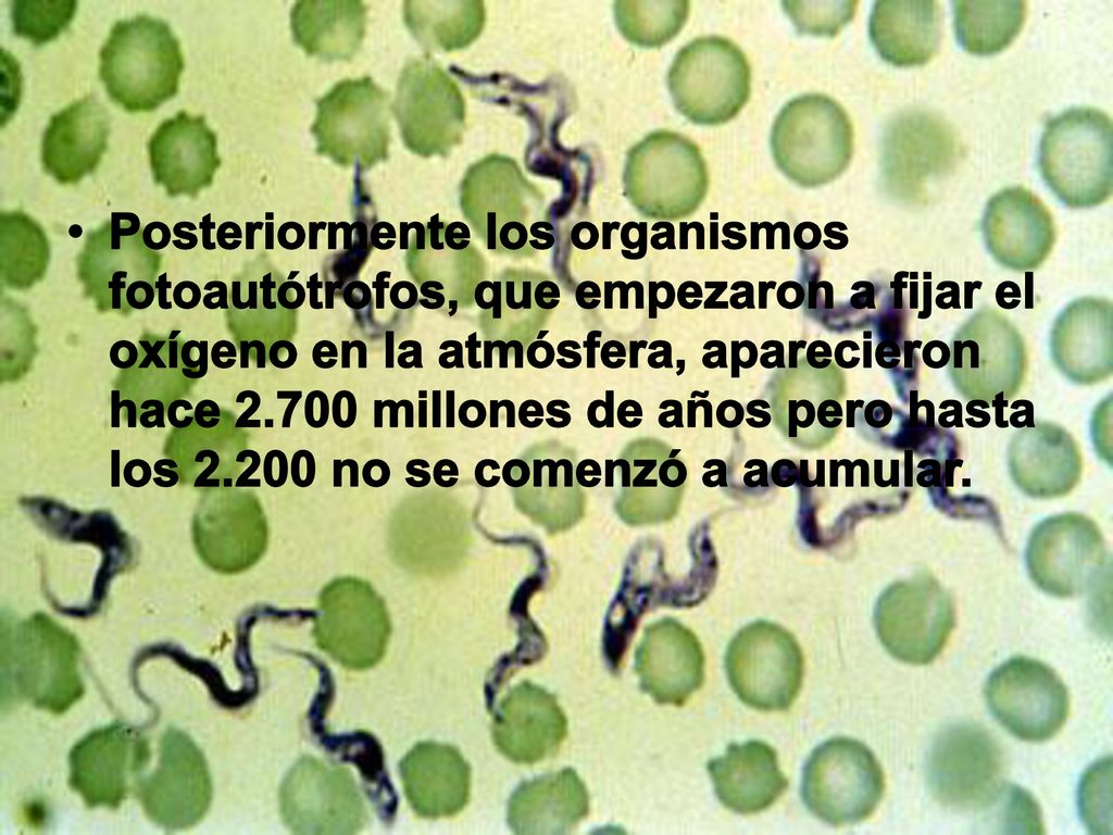 Posteriormente los organismos fotoautótrofos, que empezaron a fijar el oxígeno en la atmósfera, aparecieron hace millones de años pero hasta los no se comenzó a acumular.