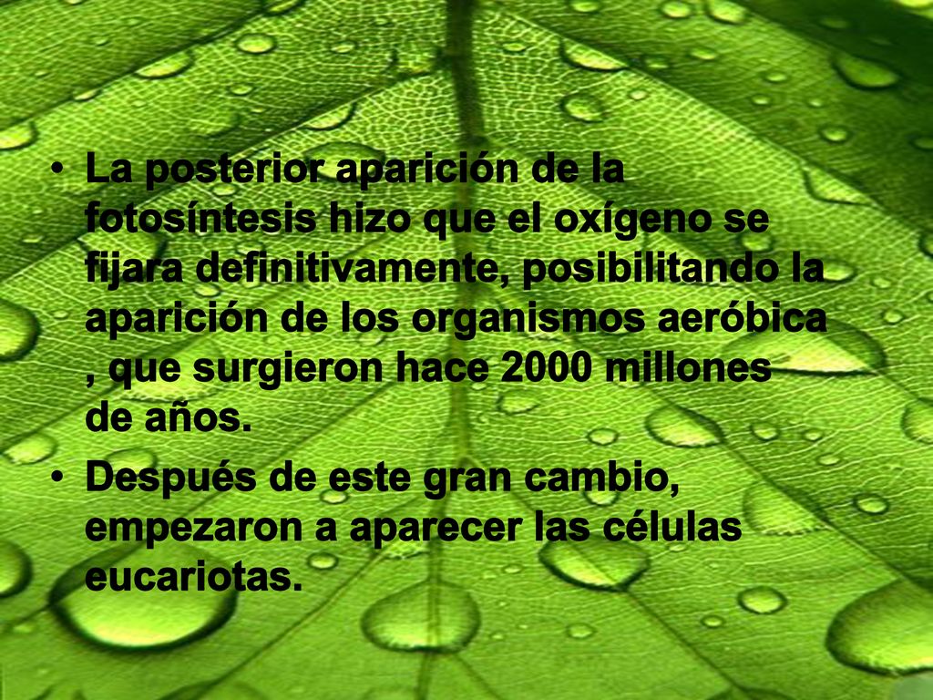 La posterior aparición de la fotosíntesis hizo que el oxígeno se fijara definitivamente, posibilitando la aparición de los organismos aeróbica , que surgieron hace 2000 millones de años.