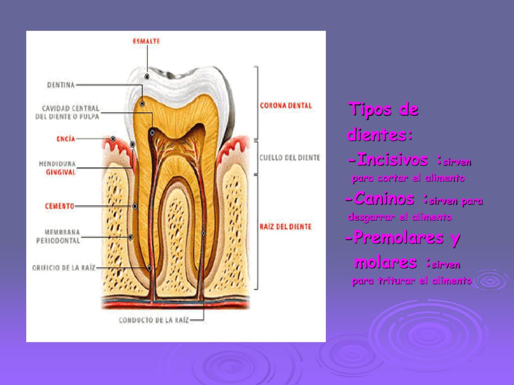 Tipos de dientes: -Incisivos :sirven molares :sirven
