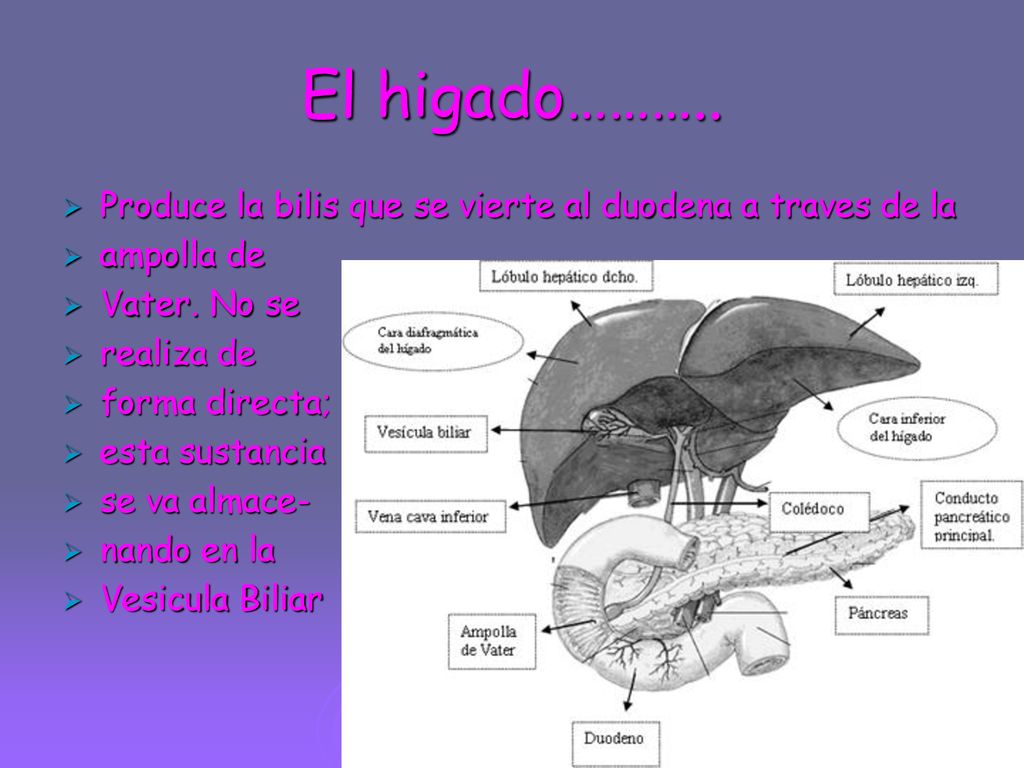 El higado……….. Produce la bilis que se vierte al duodena a traves de la. ampolla de. Vater. No se.
