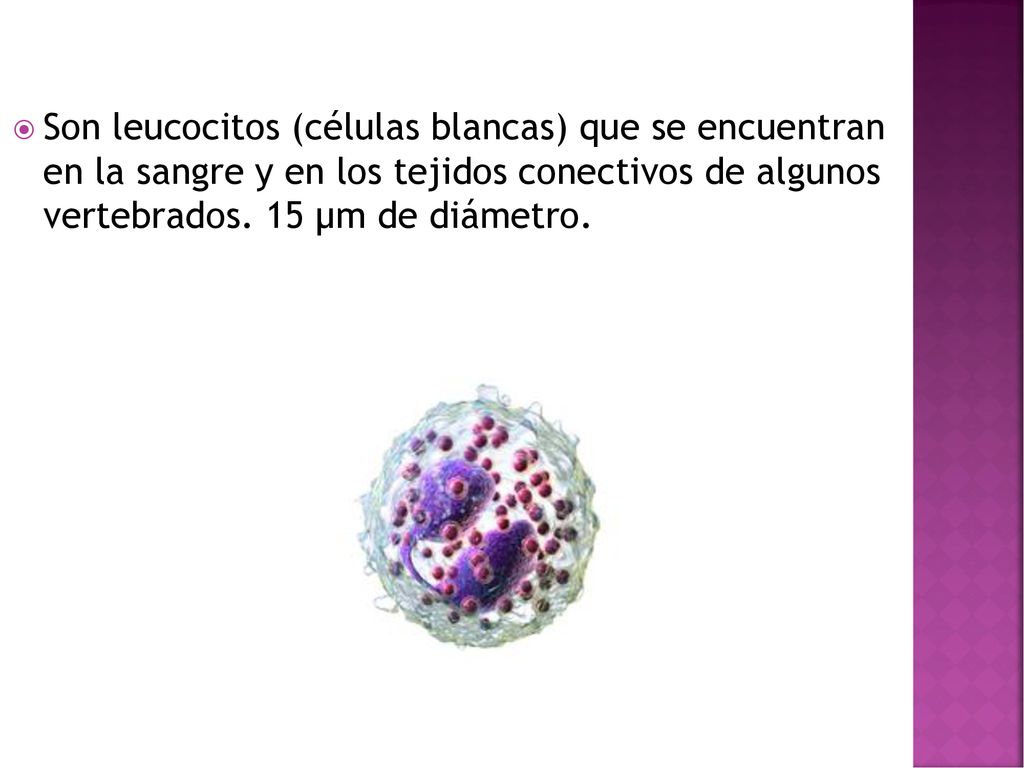 Son leucocitos (células blancas) que se encuentran en la sangre y en los tejidos conectivos de algunos vertebrados.