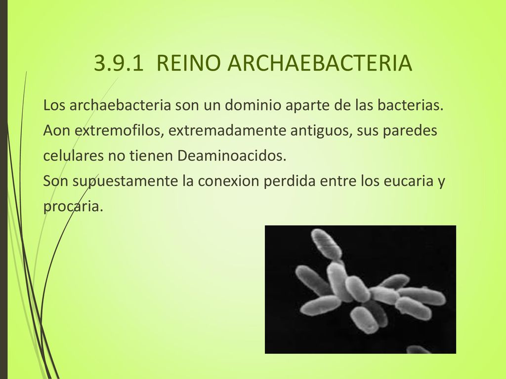 3.9.1 REINO ARCHAEBACTERIA Los archaebacteria son un dominio aparte de las bacterias. Aon extremofilos, extremadamente antiguos, sus paredes.