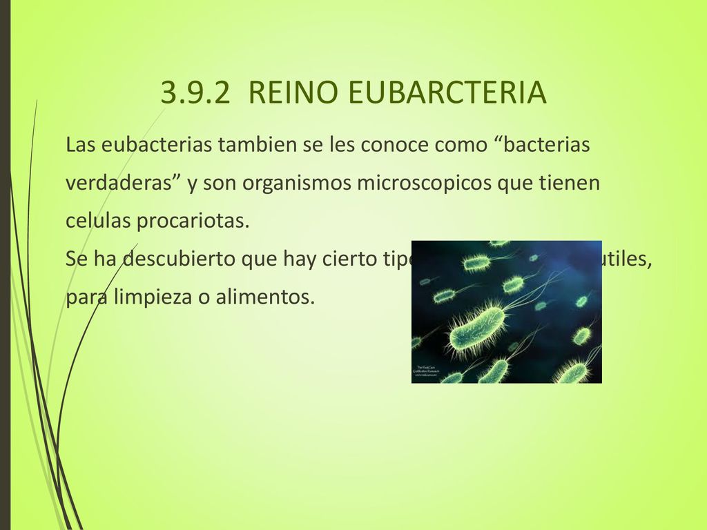 3.9.2 REINO EUBARCTERIA Las eubacterias tambien se les conoce como bacterias. verdaderas y son organismos microscopicos que tienen.