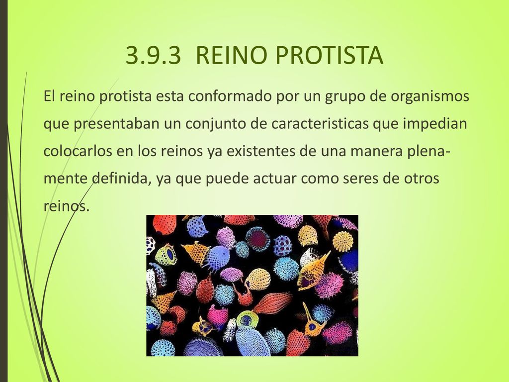 3.9.3 REINO PROTISTA El reino protista esta conformado por un grupo de organismos. que presentaban un conjunto de caracteristicas que impedian.