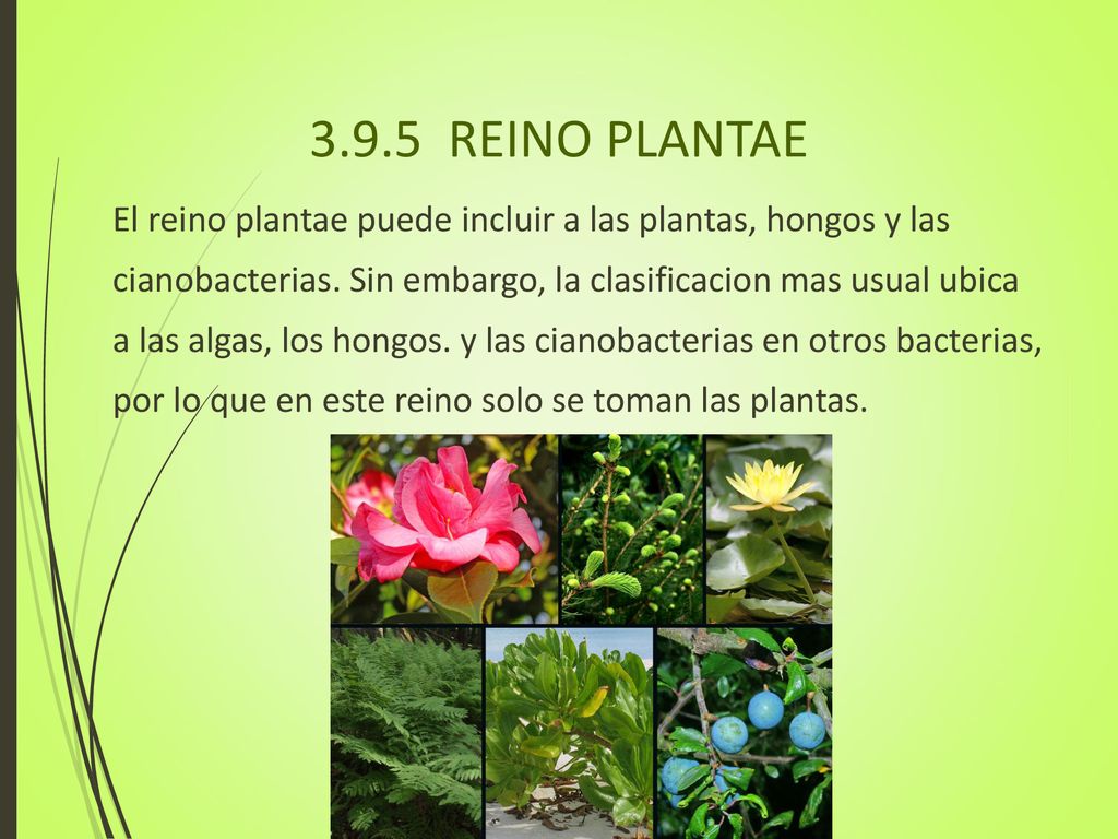 3.9.5 REINO PLANTAE El reino plantae puede incluir a las plantas, hongos y las. cianobacterias. Sin embargo, la clasificacion mas usual ubica.