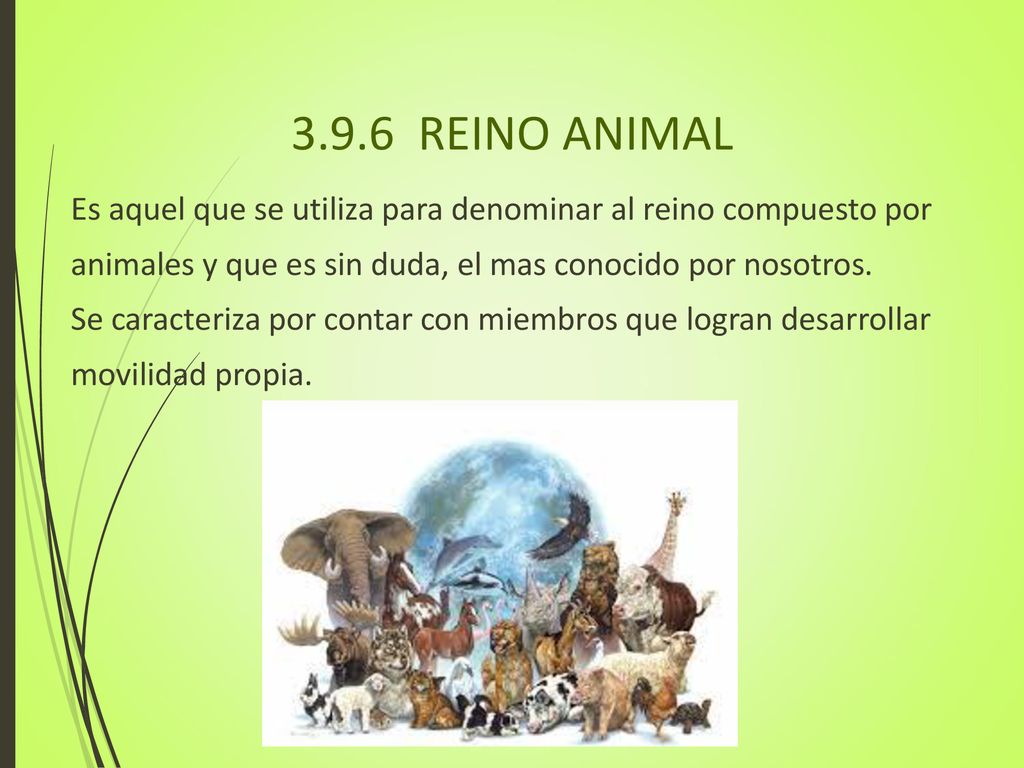 3.9.6 REINO ANIMAL Es aquel que se utiliza para denominar al reino compuesto por. animales y que es sin duda, el mas conocido por nosotros.