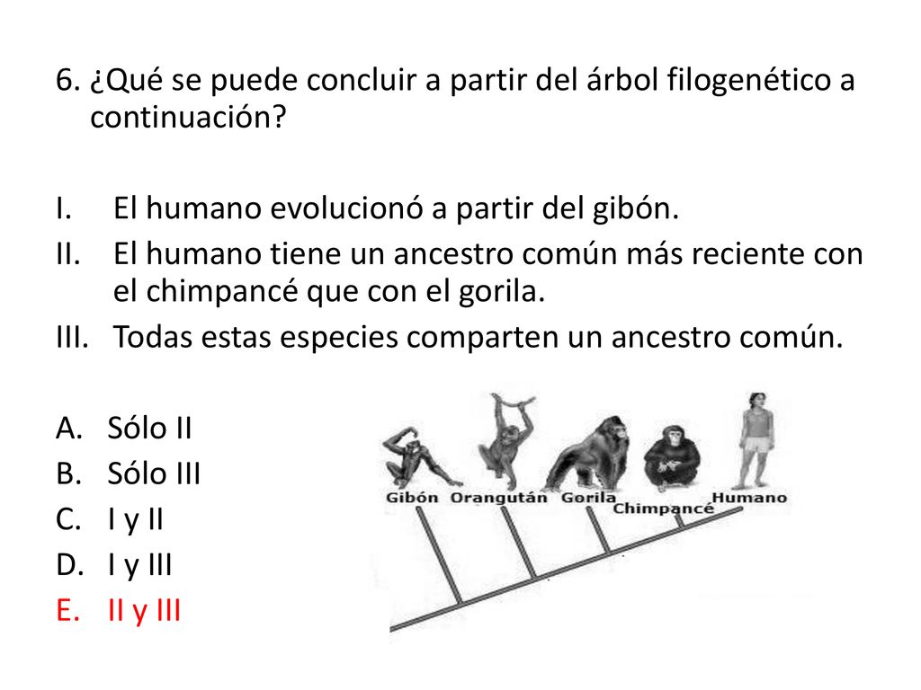 6. ¿Qué se puede concluir a partir del árbol filogenético a continuación