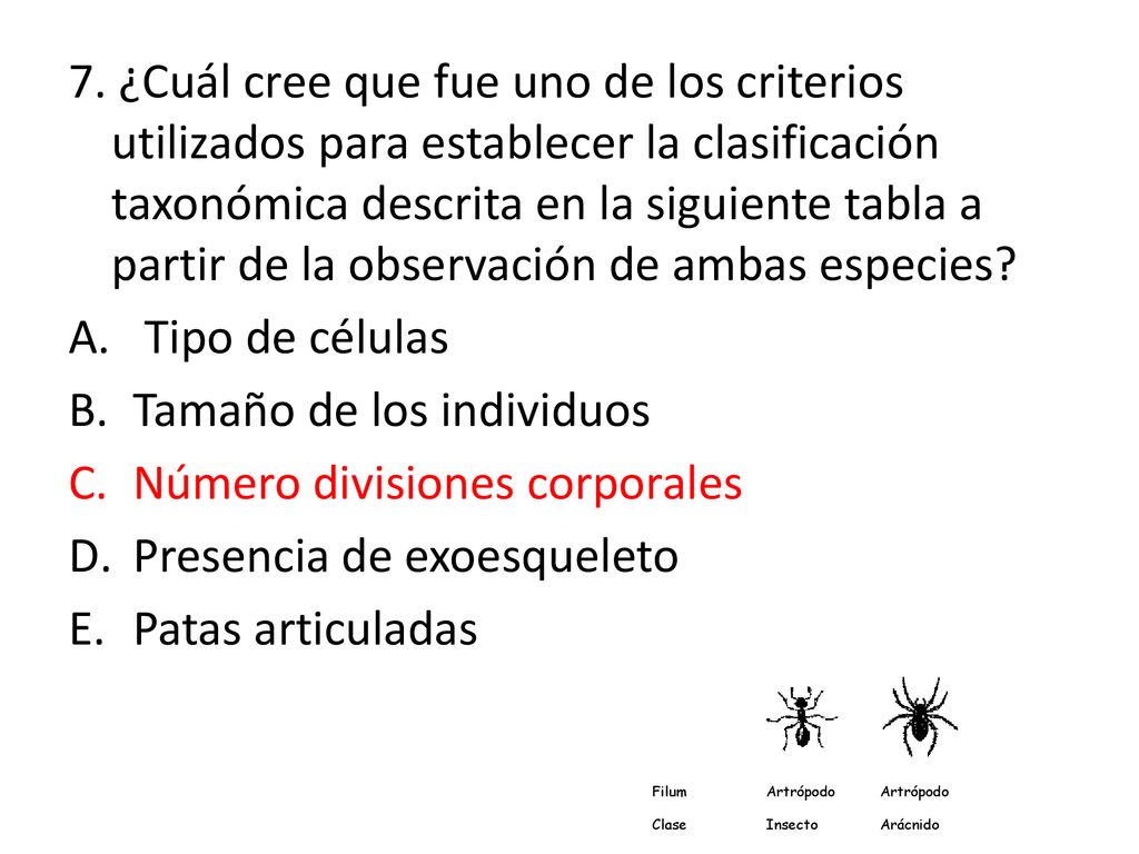 Tamaño de los individuos Número divisiones corporales