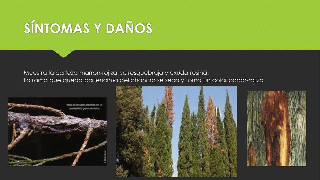 SÍNTOMAS Y DAÑOS Muestra la corteza marrón-rojiza, se resquebraja y exuda resina.