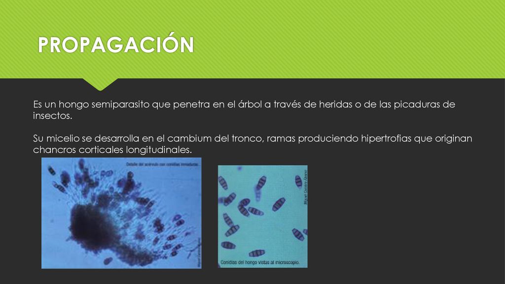 PROPAGACIÓN Es un hongo semiparasito que penetra en el árbol a través de heridas o de las picaduras de insectos.