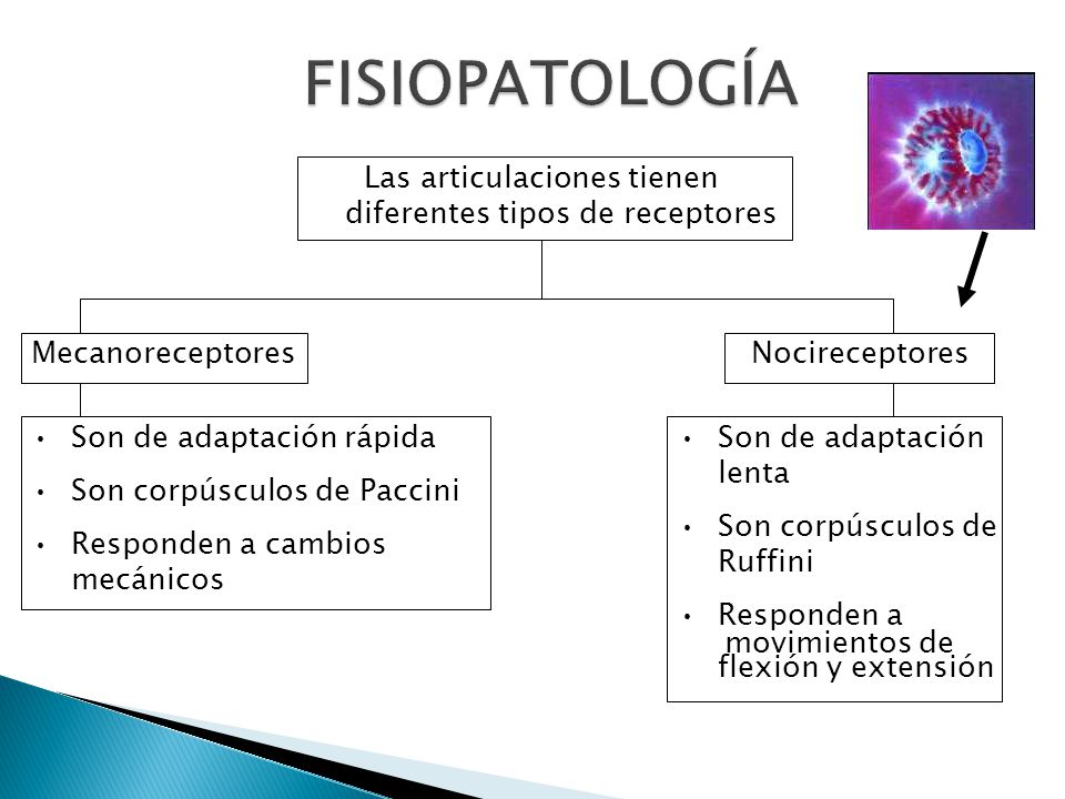 Las articulaciones tienen diferentes tipos de receptores
