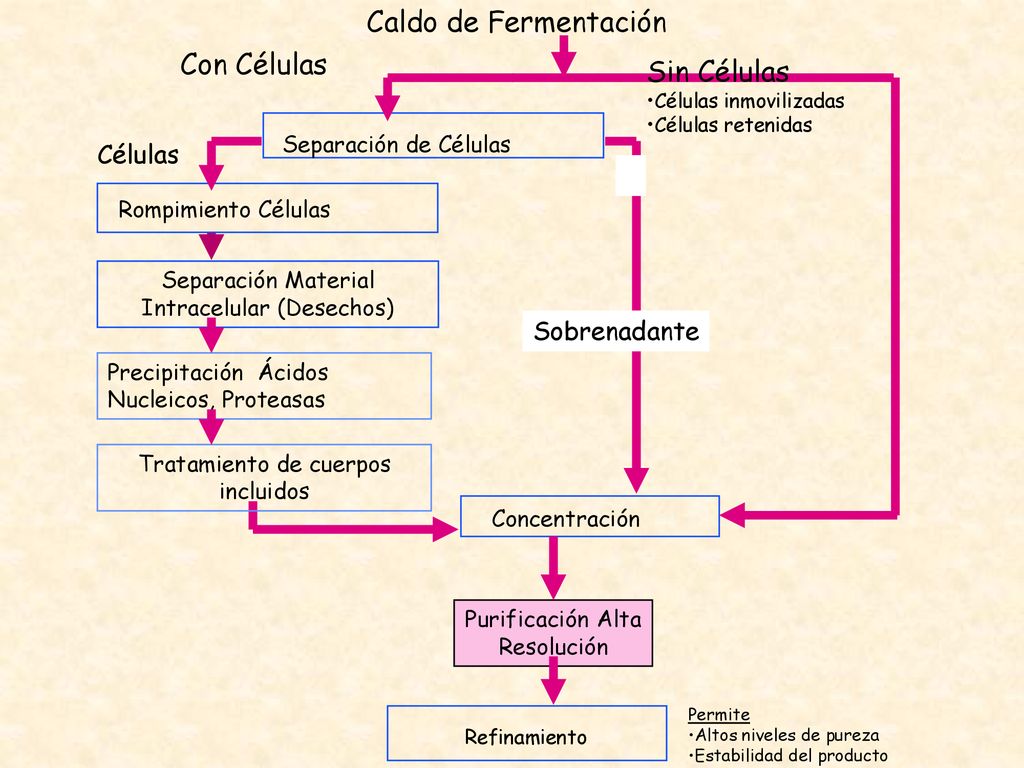 Caldo de Fermentación Con Células Sin Células Separación de Células
