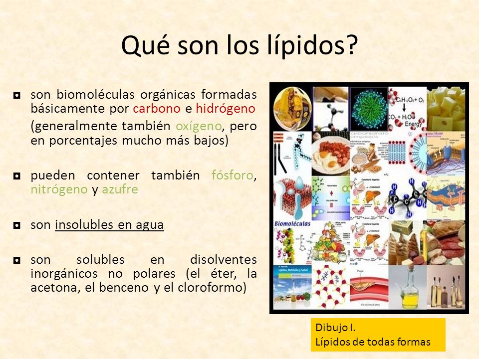 Qué son los lípidos