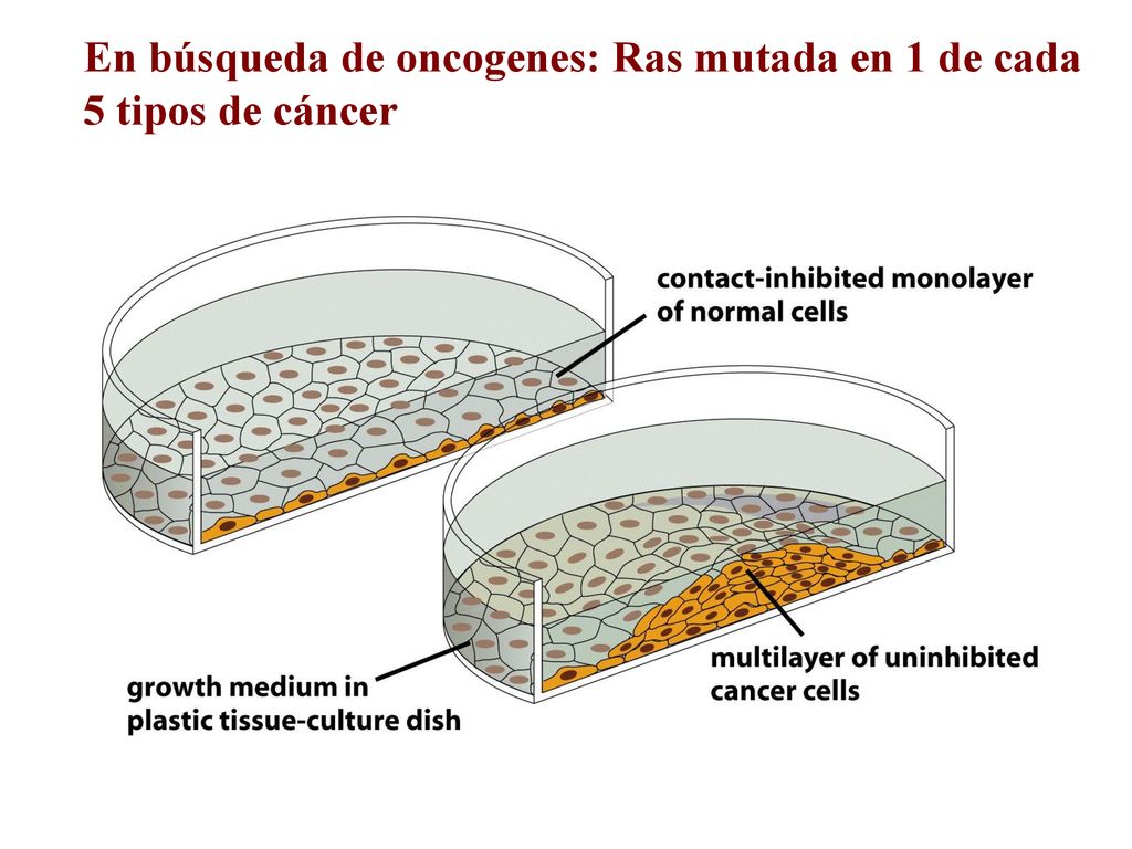 En búsqueda de oncogenes: Ras mutada en 1 de cada