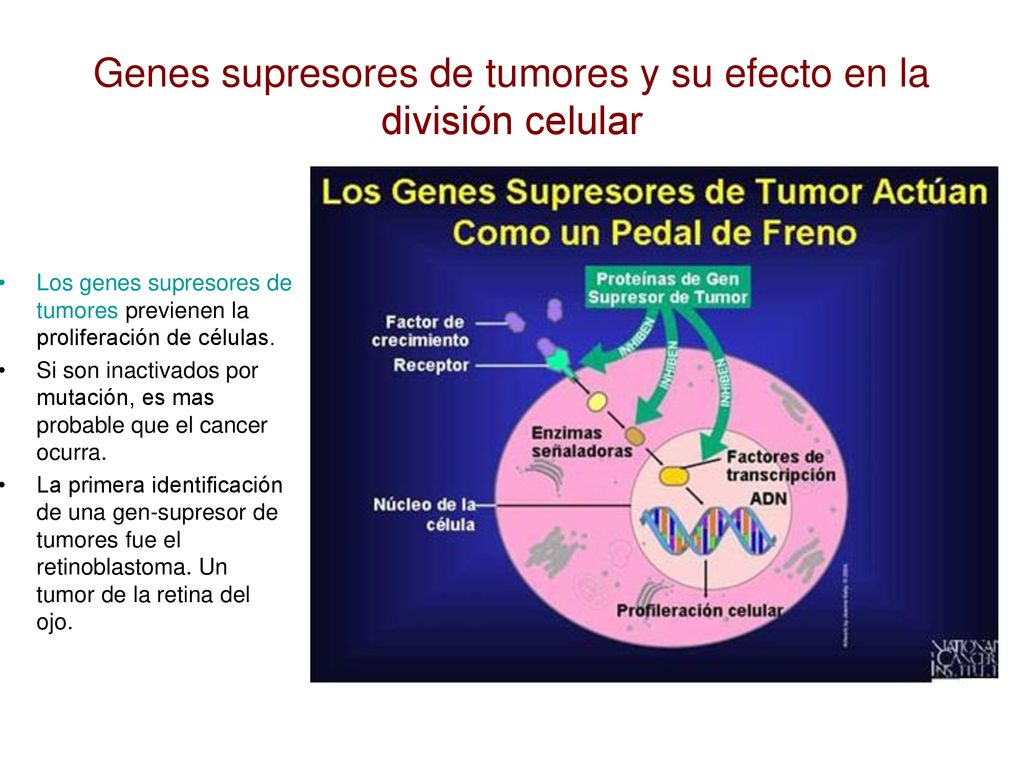 Genes supresores de tumores y su efecto en la división celular