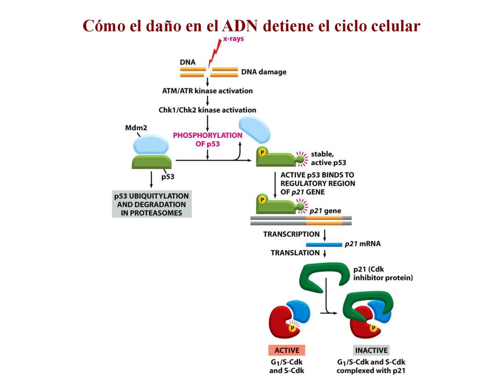 Cómo el daño en el ADN detiene el ciclo celular