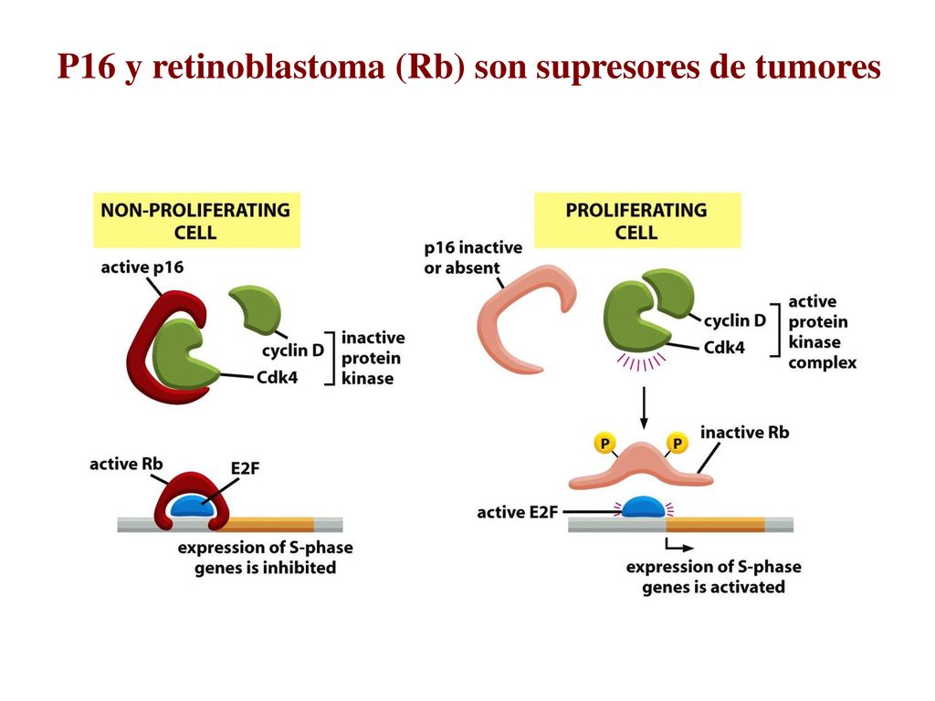 P16 y retinoblastoma (Rb) son supresores de tumores