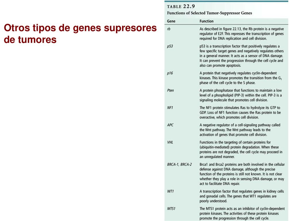 Otros tipos de genes supresores