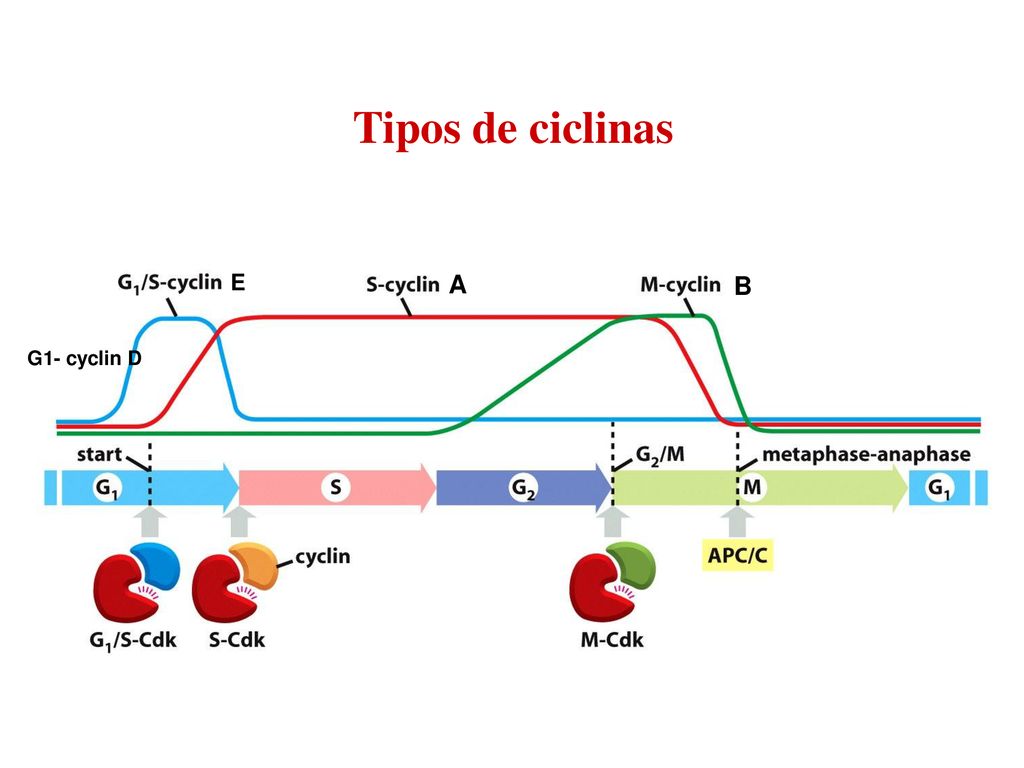 Tipos de ciclinas E A B G1- cyclin D