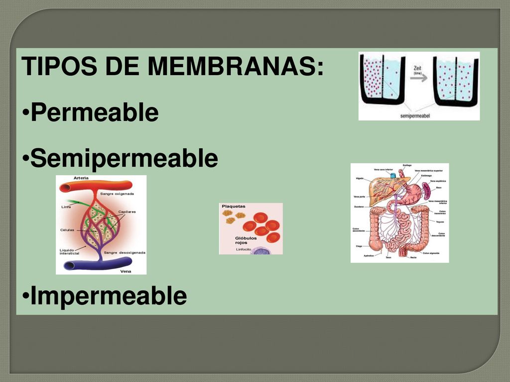 TIPOS DE MEMBRANAS: Permeable Semipermeable Impermeable