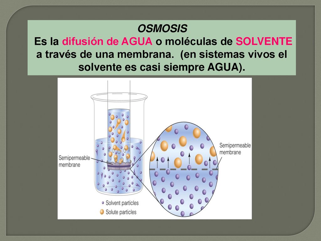 OSMOSIS Es la difusión de AGUA o moléculas de SOLVENTE a través de una membrana.