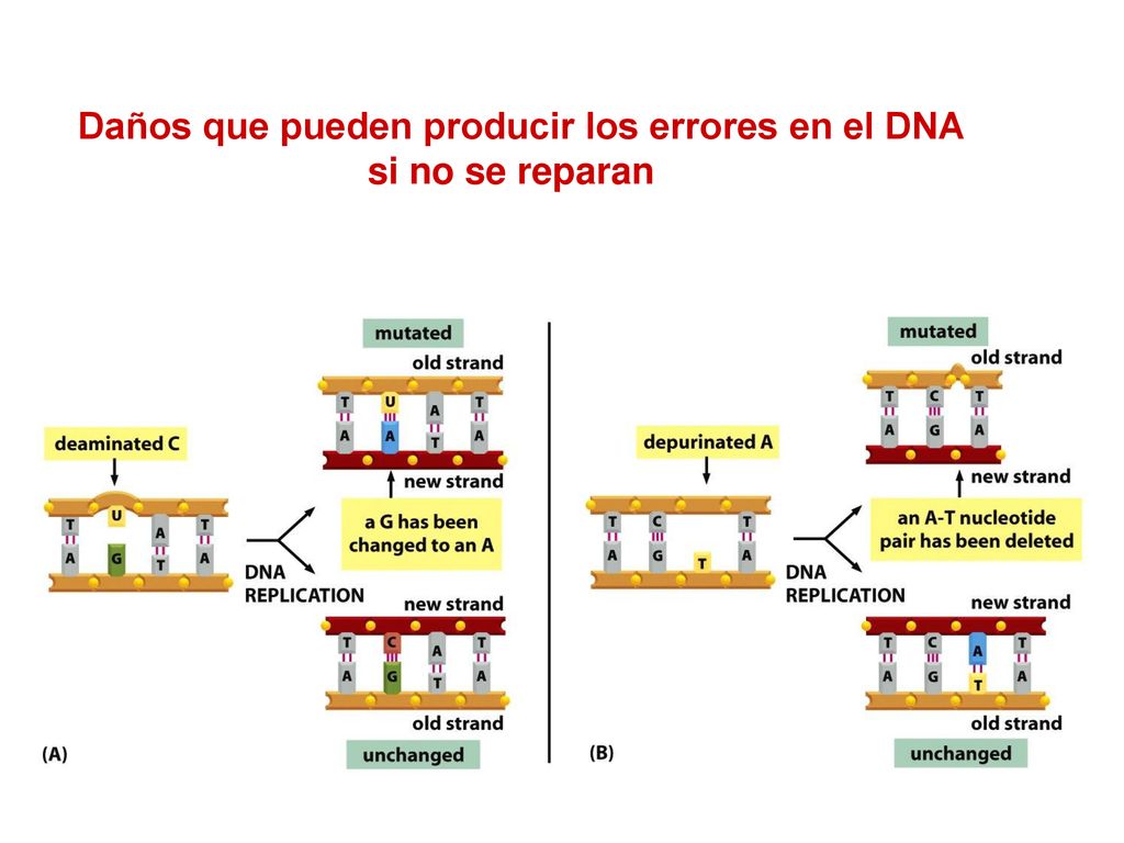 Daños que pueden producir los errores en el DNA