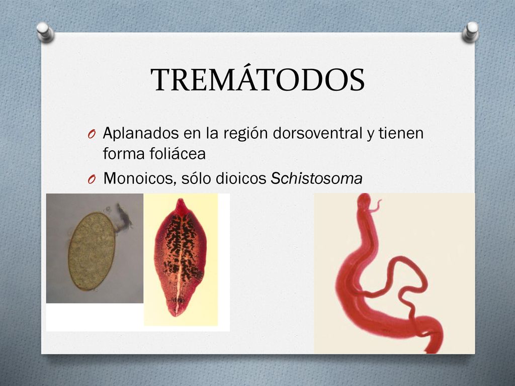 TREMÁTODOS Aplanados en la región dorsoventral y tienen forma foliácea