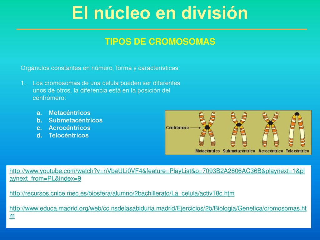 El núcleo en división TIPOS DE CROMOSOMAS