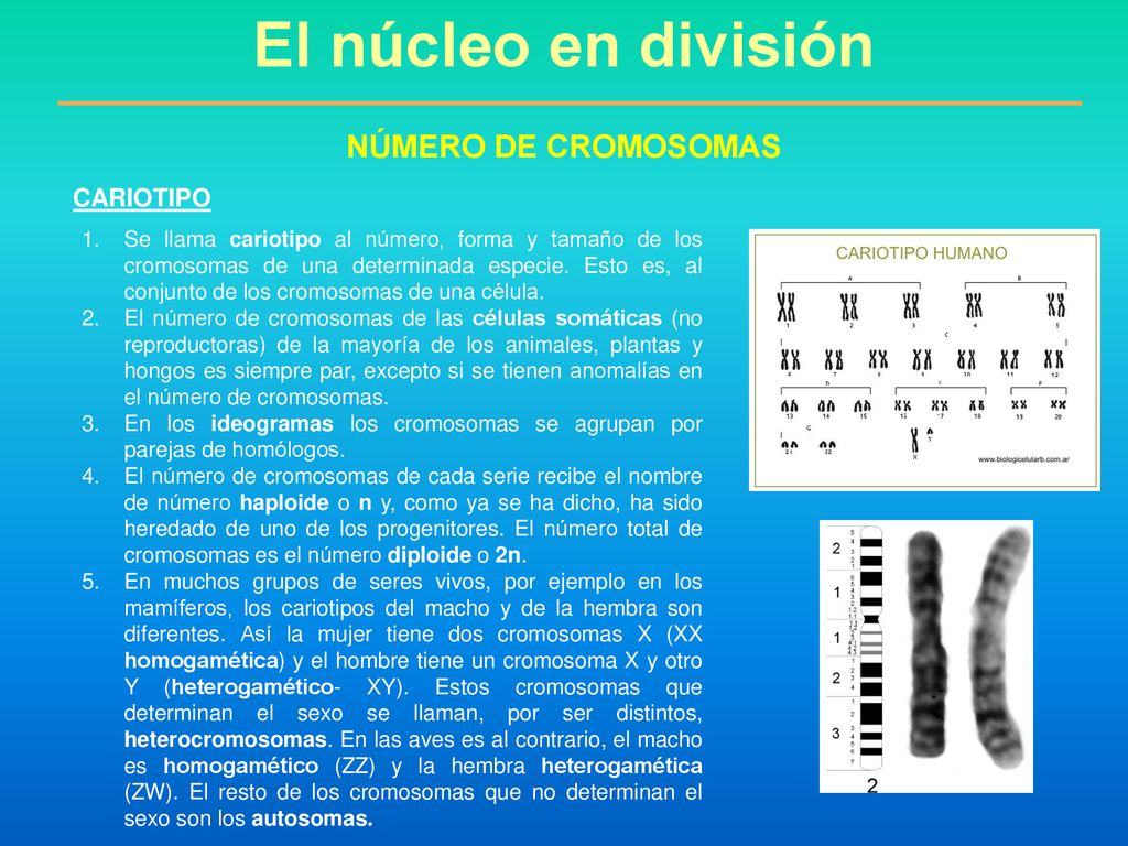 El núcleo en división NÚMERO DE CROMOSOMAS CARIOTIPO