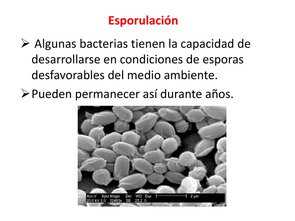 Esporulación Algunas bacterias tienen la capacidad de desarrollarse en condiciones de esporas desfavorables del medio ambiente.