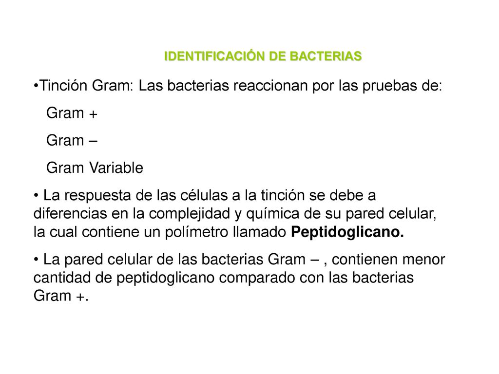Tinción Gram: Las bacterias reaccionan por las pruebas de: Gram +