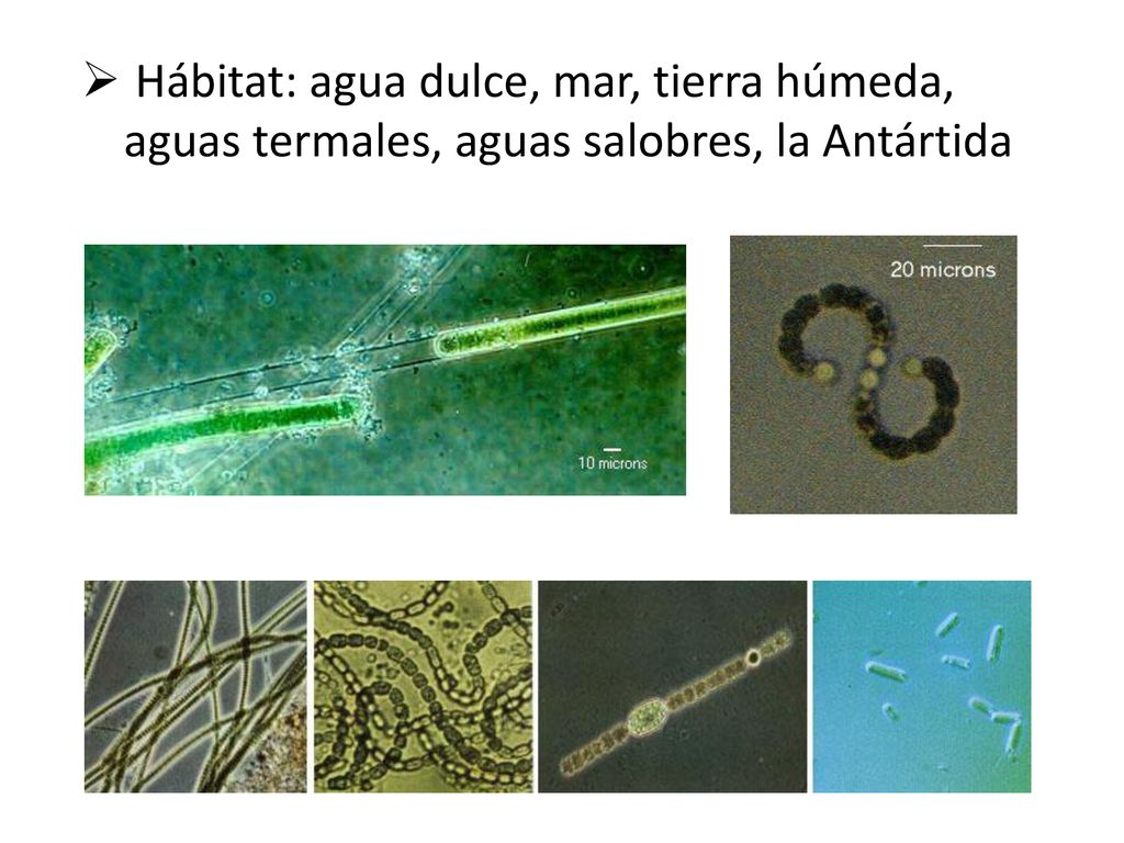 Hábitat: agua dulce, mar, tierra húmeda, aguas termales, aguas salobres, la Antártida