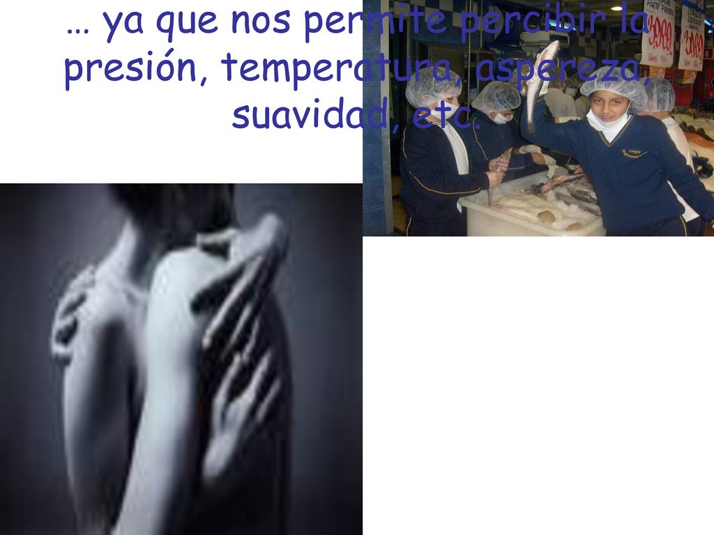 … ya que nos permite percibir la presión, temperatura, aspereza, suavidad, etc.
