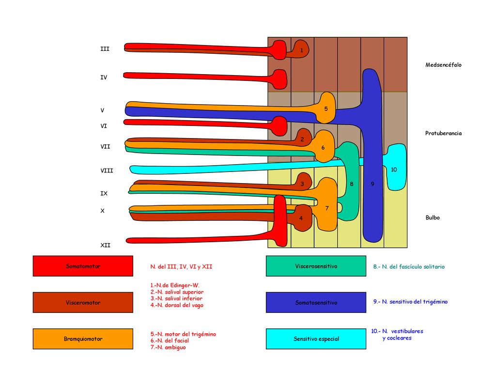 III 1. Medsencéfalo. IV. V. 5. VI. Protuberancia. 2. VII. 6. VIII IX. X.