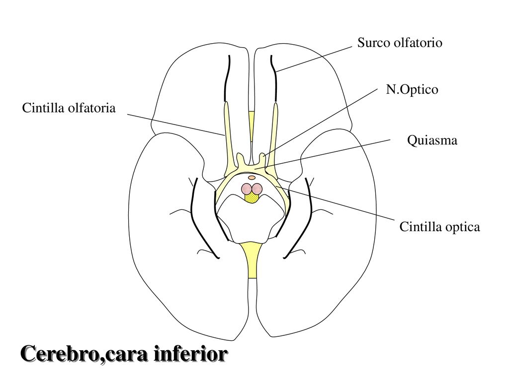 Cerebro,cara inferior Surco olfatorio N.Optico Cintilla olfatoria