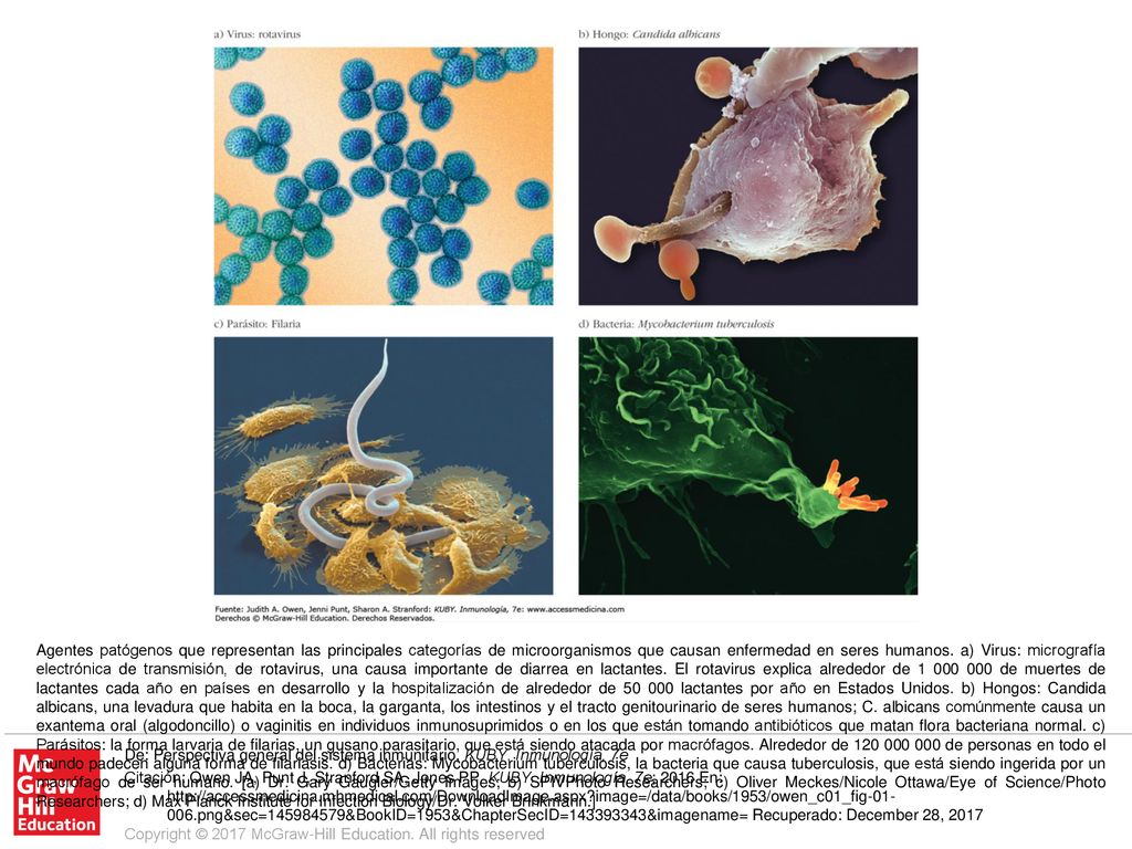 Agentes patógenos que representan las principales categorías de microorganismos que causan enfermedad en seres humanos. a) Virus: micrografía electrónica de transmisión, de rotavirus, una causa importante de diarrea en lactantes. El rotavirus explica alrededor de de muertes de lactantes cada año en países en desarrollo y la hospitalización de alrededor de lactantes por año en Estados Unidos. b) Hongos: Candida albicans, una levadura que habita en la boca, la garganta, los intestinos y el tracto genitourinario de seres humanos; C. albicans comúnmente causa un exantema oral (algodoncillo) o vaginitis en individuos inmunosuprimidos o en los que están tomando antibióticos que matan flora bacteriana normal. c) Parásitos: la forma larvaria de filarias, un gusano parasitario, que está siendo atacada por macrófagos. Alrededor de de personas en todo el mundo padecen alguna forma de filariasis. d) Bacterias: Mycobacterium tuberculosis, la bacteria que causa tuberculosis, que está siendo ingerida por un macrófago de ser humano. [a) Dr. Gary Gaugler/Getty Images; b) SPIVPhoto Researchers; c) Oliver Meckes/Nicole Ottawa/Eye of Science/Photo Researchers; d) Max Planck Institute for Infection Biology/Dr. Volker Brinkmann.]