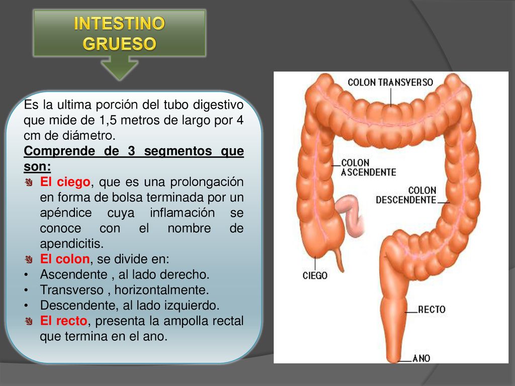 INTESTINO GRUESO Es la ultima porción del tubo digestivo que mide de 1,5 metros de largo por 4 cm de diámetro.