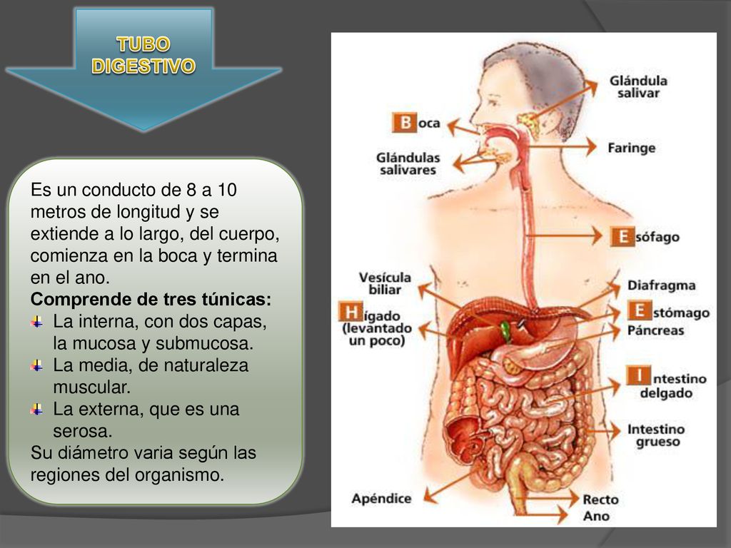 TUBO DIGESTIVO Es un conducto de 8 a 10 metros de longitud y se extiende a lo largo, del cuerpo, comienza en la boca y termina en el ano.