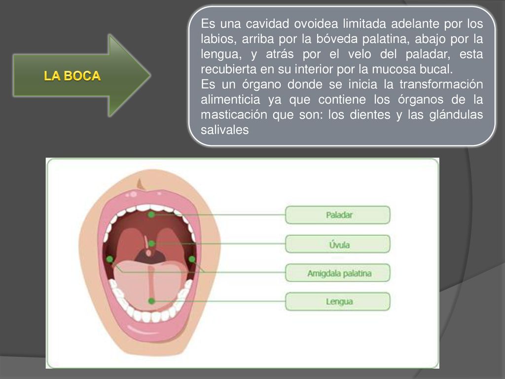 Es una cavidad ovoidea limitada adelante por los labios, arriba por la bóveda palatina, abajo por la lengua, y atrás por el velo del paladar, esta recubierta en su interior por la mucosa bucal.