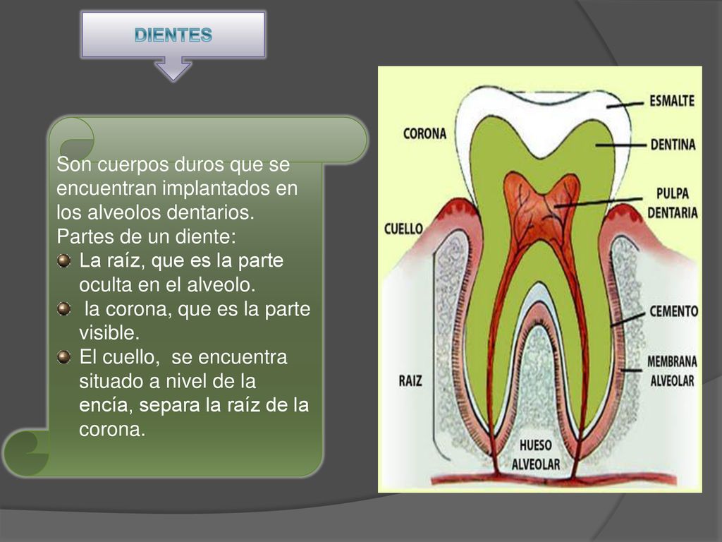La raíz, que es la parte oculta en el alveolo.